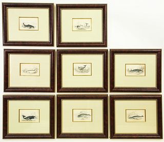 Group of Eight Whale Prints from the Naturalist's Library, circa 1837