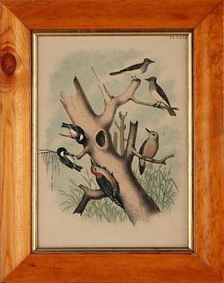 Five "Birds of North America" Lithographs