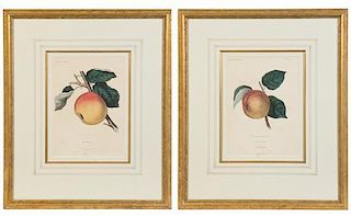 * A Pair of Botanical Prints 10 1/2 x 7 1/2 inches.
