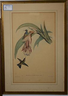 Six Gould Hand Colored Bird Engravings