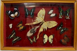 Framed Case of 13 Taxidermy Butterflies
