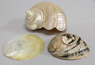 3 Large Seashells
