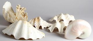 Group of Tropical Seashells