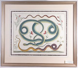 Albertus Seba 'Snakes & Flowers' Engraving