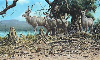 Gareth Hook "Greater Kudu" Original Oil