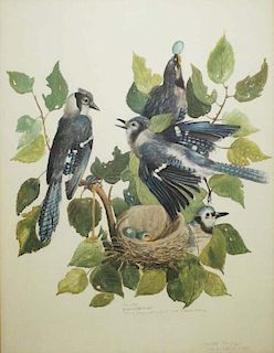 Early 20Th C Carroll Tyson Watercolor Print Of Blue Jays