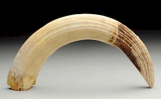Ivory Walrus Tusk.