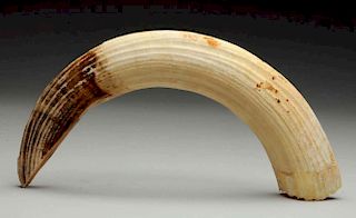Early Ivory Tusk.