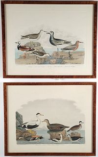 Two 19th C. Alexander Wilson & Lawson Hand Colored Shorebird and Duck Lithographs