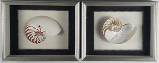 Pair of Framed Nautical Shell Shadow Boxes