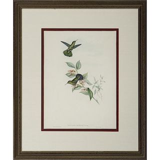 Hand-Colored Avian Prints by Gould and Richter