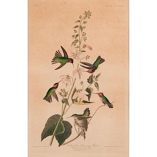 Audubon Columbian Humming Bird