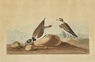 after John James Audubon (1785-1851) Ring Plover (No. 66, Plate CCCXXX)