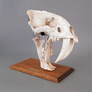 Composition saber-tooth tiger skull.