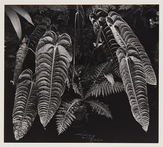 Brett Weston (1911-1993), Botanical leaves, 1975, Gelatin silver print on paper mounted to mat board, as issued, Image/Sheet: 15.125" H x 19" W; Suppo