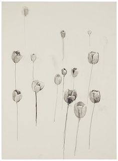 Enoc Perez (b.1967), Tulips, Graphite on paper, Sheet: 30" H x 22.125" W