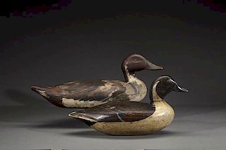 Two Pintails