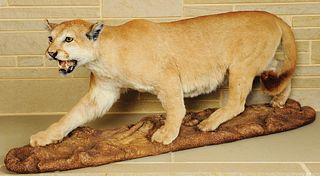 Life size cougar mount.