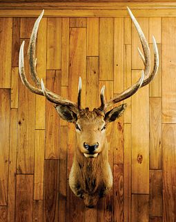 Boone & Crockett record book elk mount with massiv