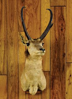 Large Wyoming antelope mount, ca. 1950's.