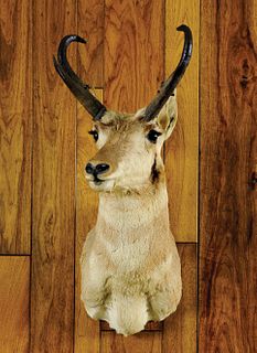 Wyoming antelope mount, ca. 1950's.