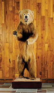 Full life sized Alaskan brown bear mount taken ono