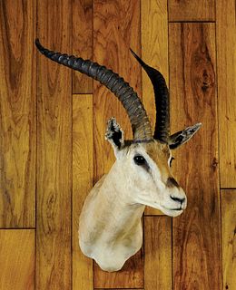 Grant's gazelle mount, ca. 1970's, taken in Kenya.