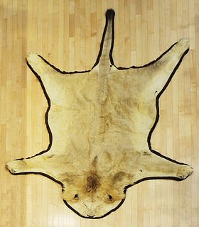 Lion skin rug, 118" x 84".