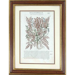Group of 6 botanical illustrations o