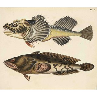 Ichthyology - group of five plates w