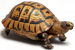 Small Taxidermy Tortoise