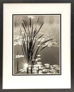 Monte Nagler (American, B. 1939) Inkjet Photograph, 2017, Reeds & Lilies, H 20" W 15.5"