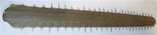A Sawfish Bill, Length 25 1/4 inches.