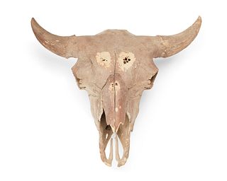 A fossilized bison skull
