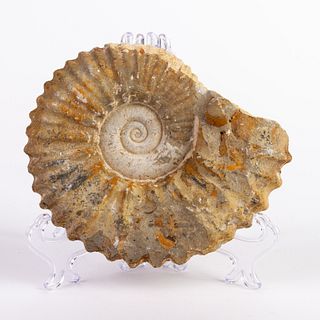 Ammonite Fossil Natural Sculpture 