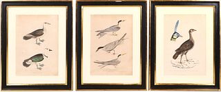 Three Benjamin Waterhouse Hawkins Bird Prints