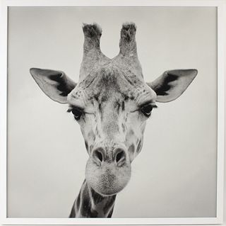 Black & White Photograph of a Giraffe