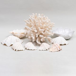 Group of Seven Seashells and a Coral Bunch 