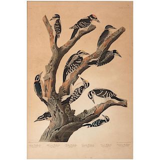 Audubon Hand-Colored Engraving of Woodpeckers, Plate 417, Havell Edition