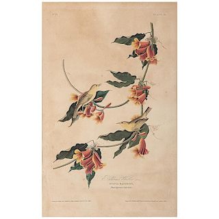 Audubon Hand-Colored Engraving, Rathbone's Warbler, Havell Edition