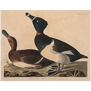 Audubon Hand-Colored Engraving, Tufted Duck, Havell Edition