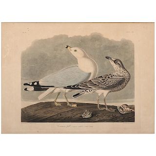 Audubon Hand-Colored Engraving, Common Gull, Havell Edition