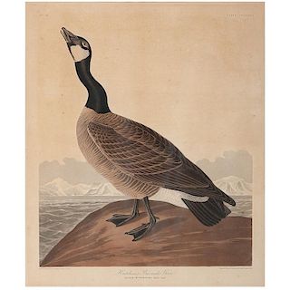 Audubon Hand-Colored Engraving, Hutchins's Barnacle Goose , Havell Edition