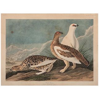 Audubon Hand-Colored Engraving, Rock Grous, Havell Edition