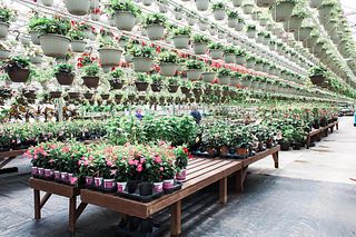 $100 Gift Card to Colour Paradise Greenhouses