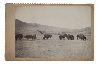 C. 1870-1890 Sioux Indian Rancher Bison Herd