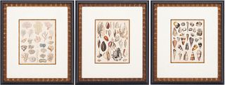 Lorenz Oken German Natural History Lithographs, Shells & Corals