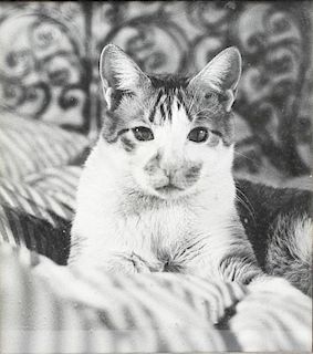 Martha Swope (American, 1928-2017)- Mourka the Cat