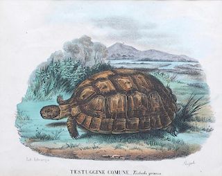 Italian Hand-Colored Zoological Lithograph, 19th C