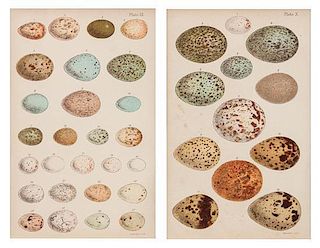 A Group of Four Decorative Prints Depicting Exotic Birds and Bird Egg Identifications Largest framed 25 x 21 1/2 inches.